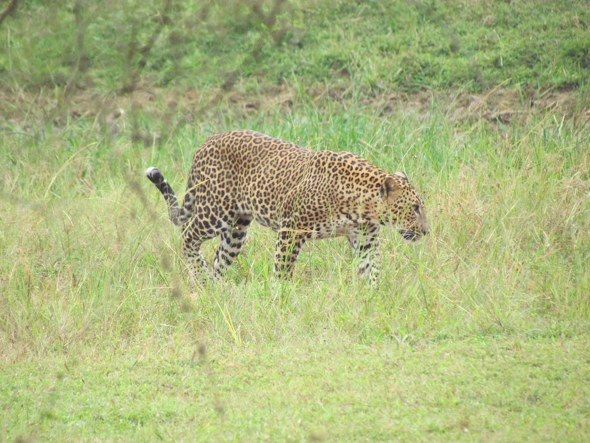Castle Resort Yala Tissamaharama Luaran gambar