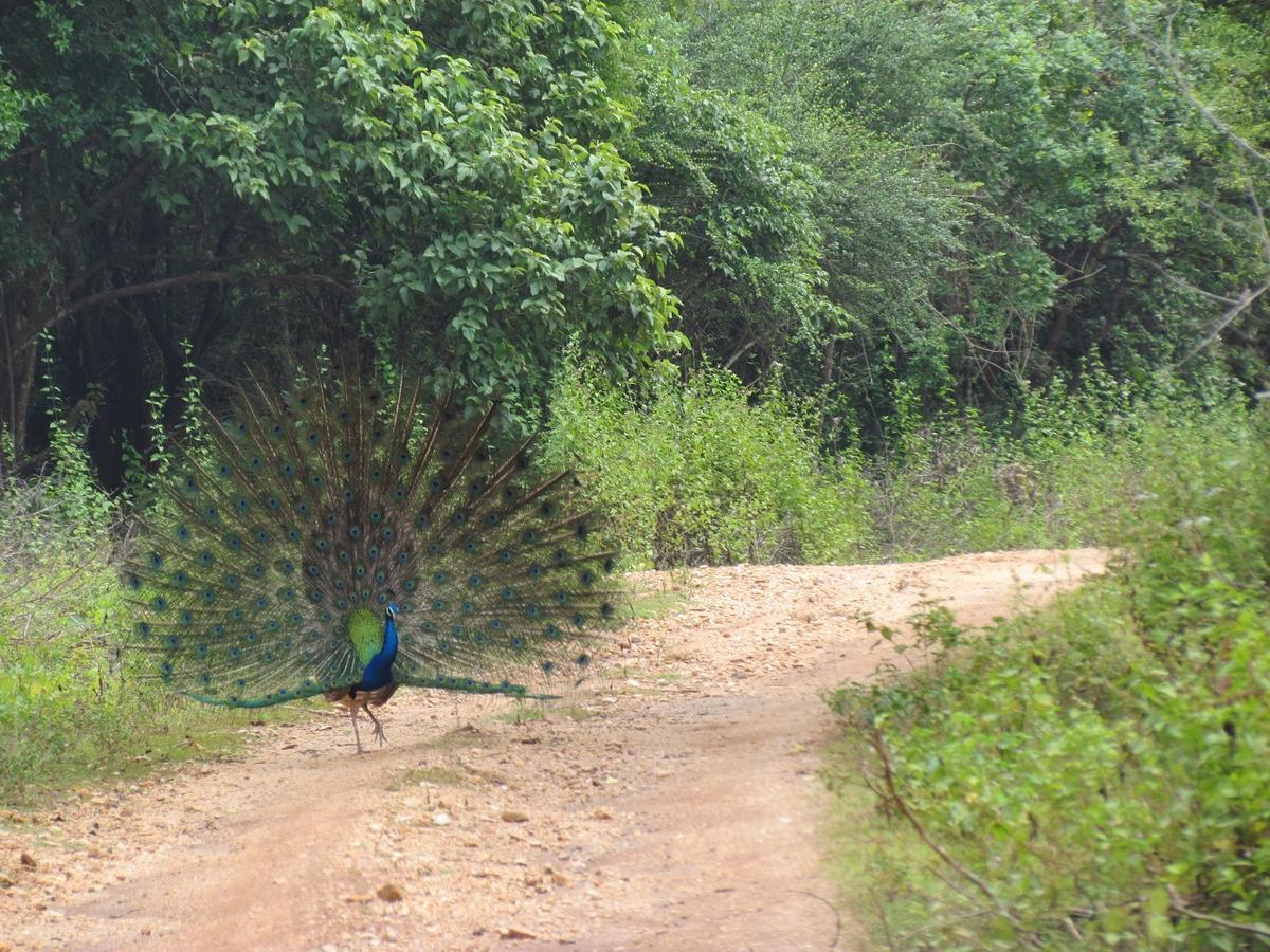 Castle Resort Yala Tissamaharama Luaran gambar